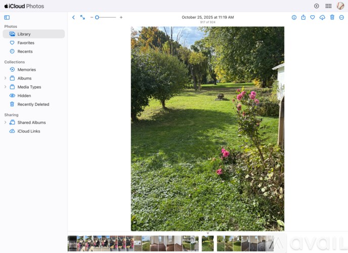 A garden with a lawn and a dog.