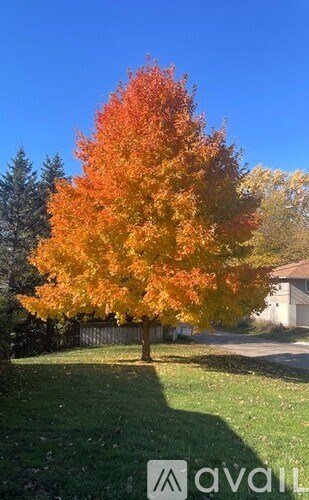 A tree with orange leaves stands in a yard.