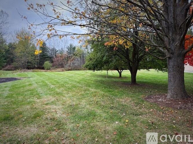 A tree with yellow leaves stands in a grassy field.