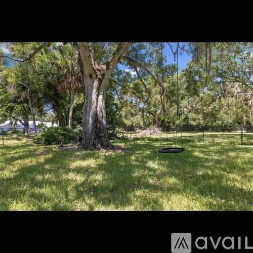 A large tree in a grassy area with a frisbee in the foreground.