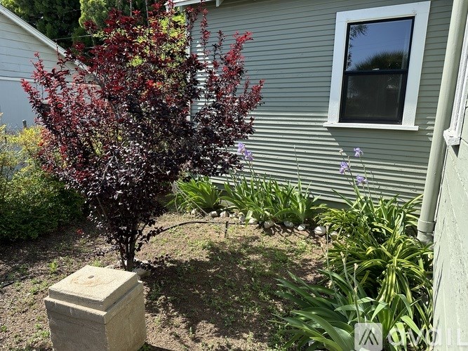 A tree with red leaves is planted in a garden.