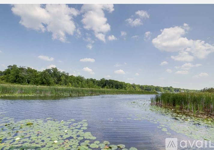 A body of water with lily pads and a forest in the background.