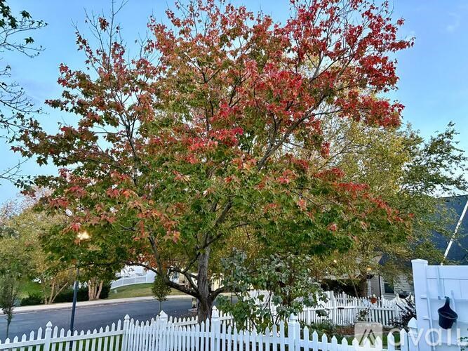 A tree with red leaves is in the foreground with a white picket fence and houses in the background.