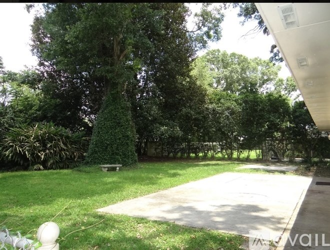 A green tree in a yard.