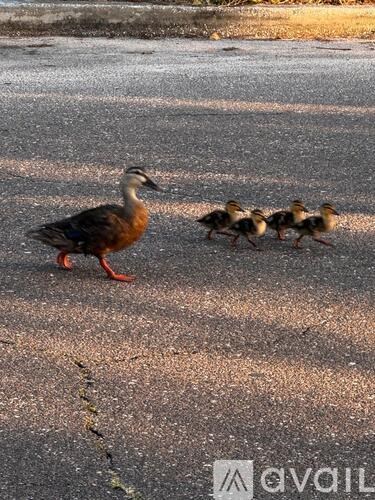A mother duck and her ducklings are walking on the road.