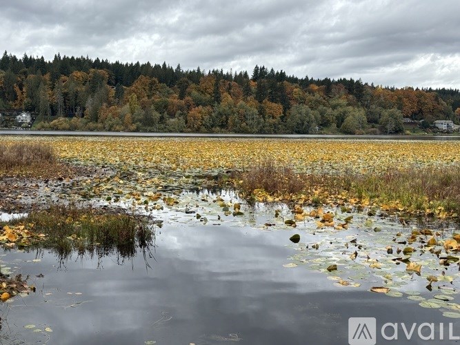 A pond with fallen leaves and a forest in the background.