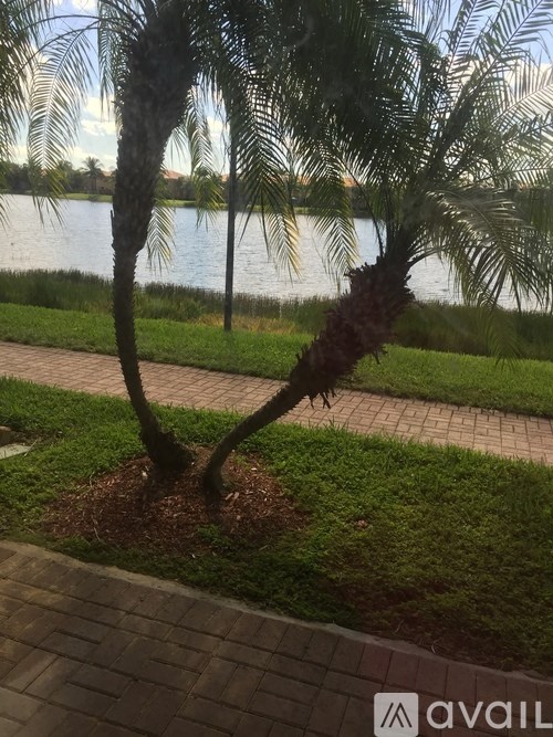 Two palm trees in a grassy area with a body of water in the background.