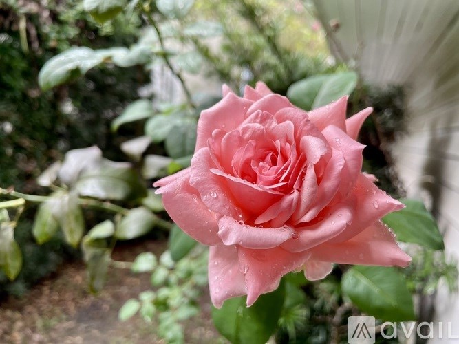 A pink rose with water droplets on it.