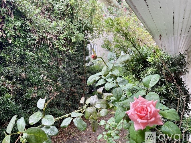 A pink rose is in the foreground of a lush green garden.
