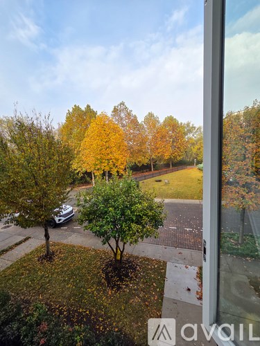 A tree with yellow leaves is in the foreground of a window looking out at a street.