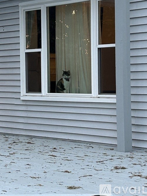 A cat is sitting in a window with white curtains.