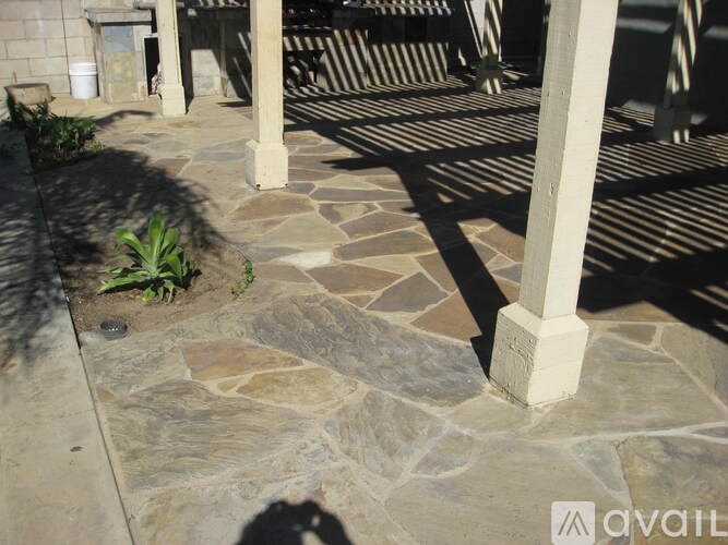 A cat is walking on a stone path.