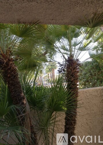 A palm tree is in the foreground with a wall in the background.