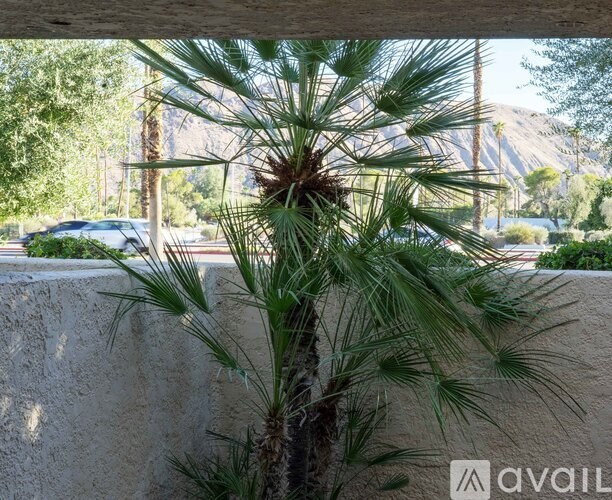 A palm tree in front of a wall and a car.