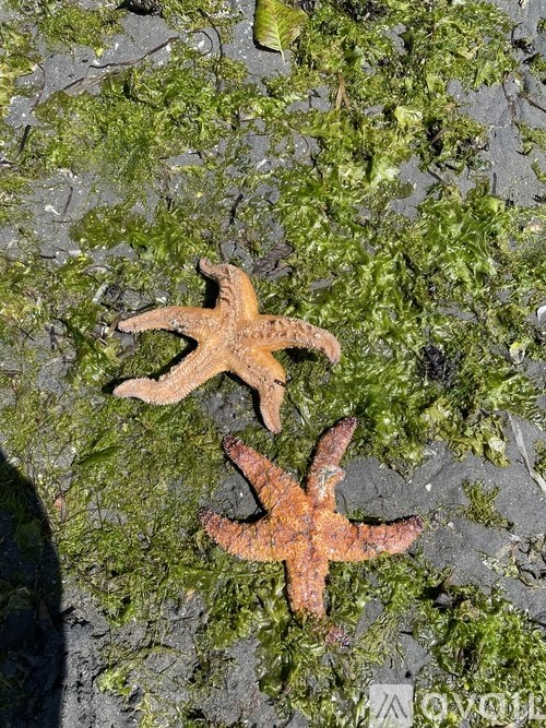 Two starfish on a mossy surface.