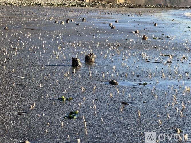 A beach with rocks and seaweed in the water.