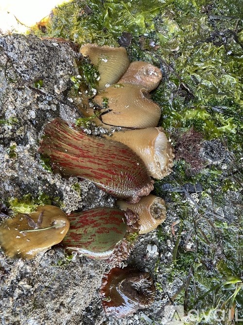 A group of mushrooms growing on a tree trunk.