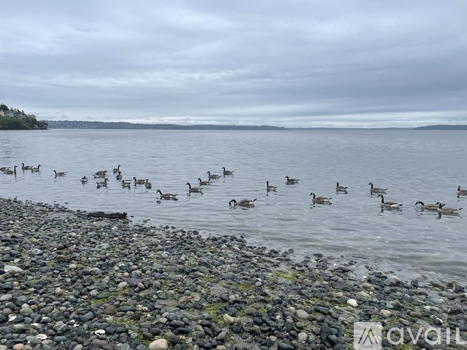 A flock of ducks are swimming in the water.