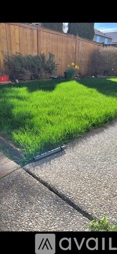A green lawn in front of a wooden fence.