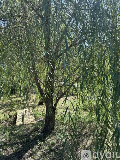 A weeping willow tree in a sunny garden.