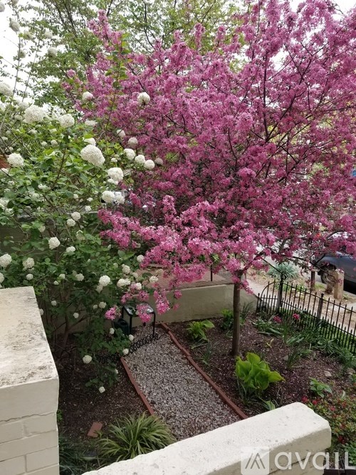 A garden with a purple flowering tree and white flowers.