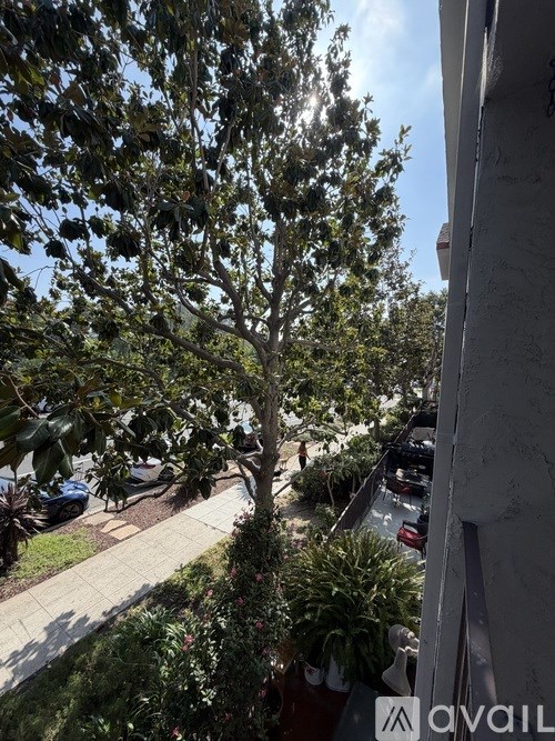 A tree in a yard with a car parked in the background.