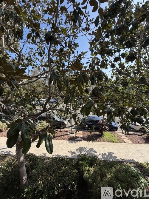 A tree with green leaves is in the foreground with a car and a building in the background.