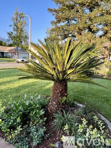 A palm tree in a garden with a house and a car in the background.