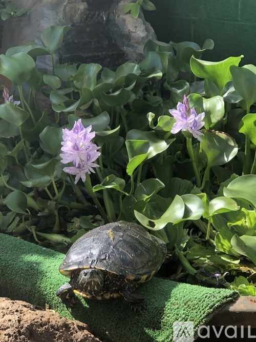 A turtle is sitting on a green towel in front of some purple flowers.
