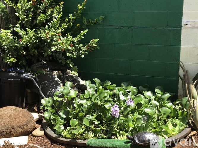 A green plant with purple flowers in a pot.