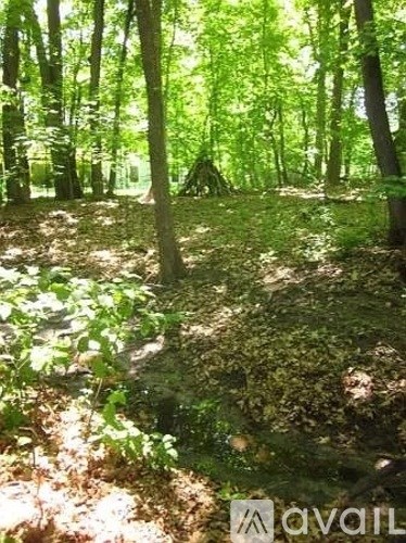A forest with green leaves and trees.