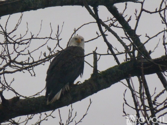 A bald eagle perched on a tree branch.