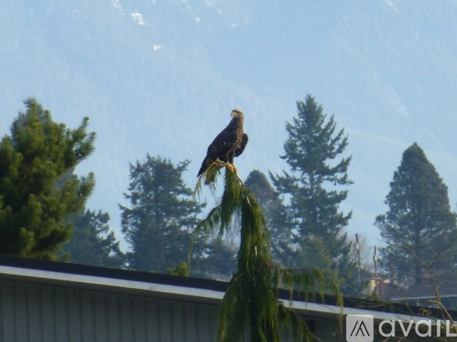 A bird of prey perched on a branch in front of a mountain.