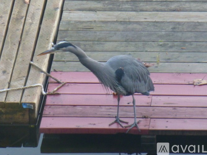 A grey heron is standing on a wooden dock.