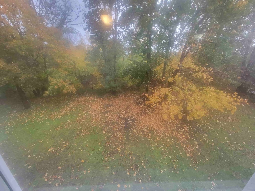 A view of a forest with trees and fallen leaves through a window.