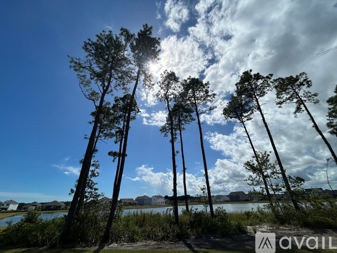 A group of tall trees are in the foreground with the sun shining through them.