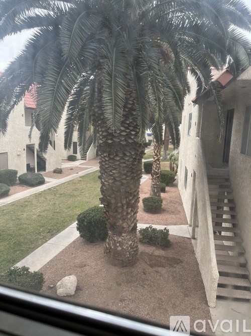 A palm tree stands in a yard.