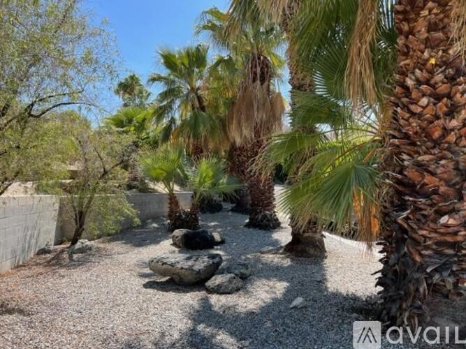 A palm tree in a desert-like environment.