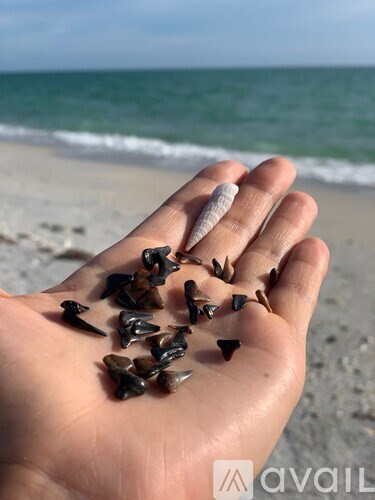 A hand holding a variety of small shells.