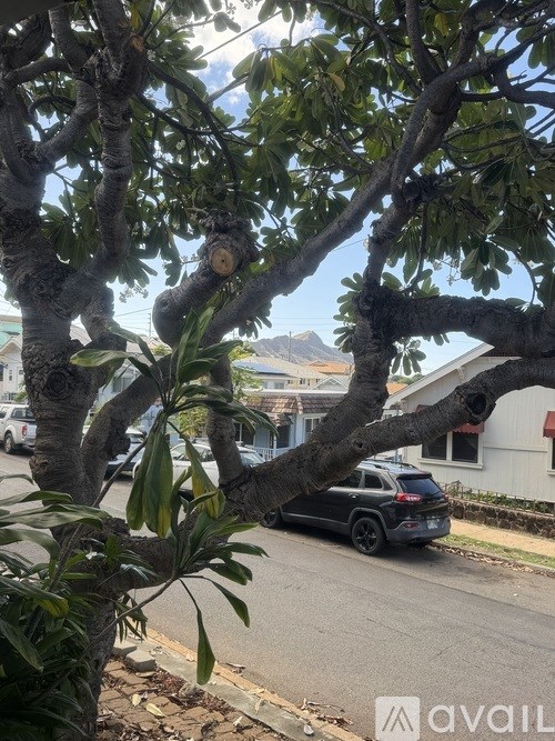 A tree with a cut branch in the foreground and a car parked on the street in the background.