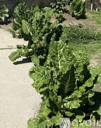 A row of green leafy plants growing in a garden.