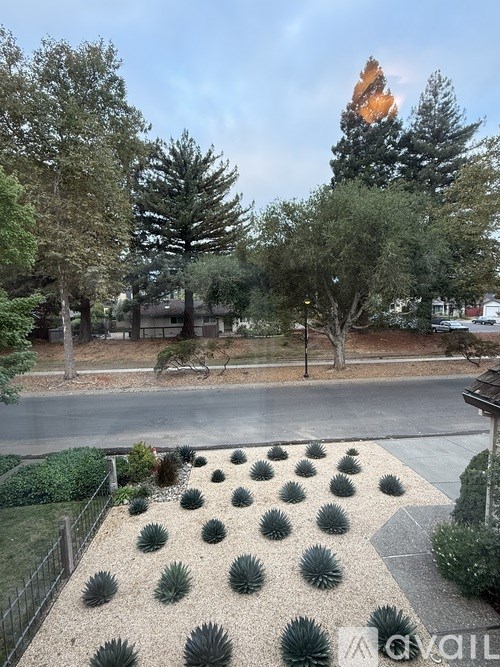 A garden with a gravel path and a row of agave plants.