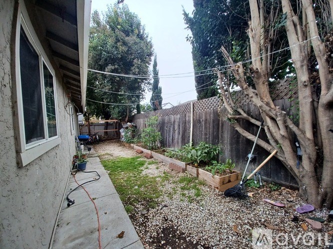 A backyard with a tree, a fence, and a hose.