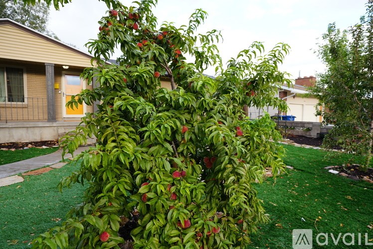 A tree with red fruits in front of a house.