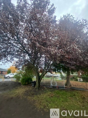 A tree with purple leaves is in the foreground with a house and cars in the background.