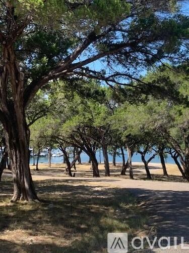 A row of trees in a field with a body of water in the distance.