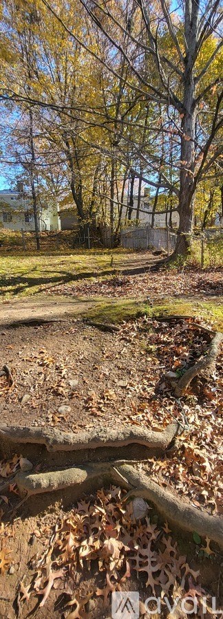 A leaf-covered ground with a tree in the background.