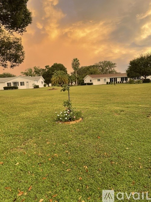 A tree in a grassy field with houses in the background.
