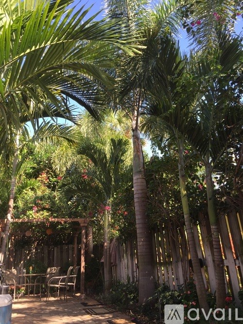 A tropical outdoor setting with palm trees and a wooden pergola.