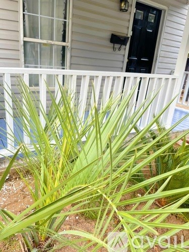 A green plant in front of a house.